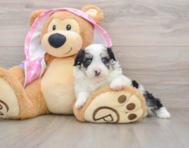 7 week old Mini Aussiedoodle Puppy For Sale - Windy City Pups
