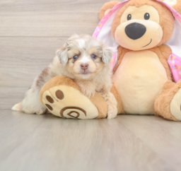 6 week old Mini Aussiedoodle Puppy For Sale - Windy City Pups