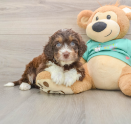 5 week old Mini Aussiedoodle Puppy For Sale - Windy City Pups