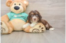Best Mini Aussiedoodle Baby