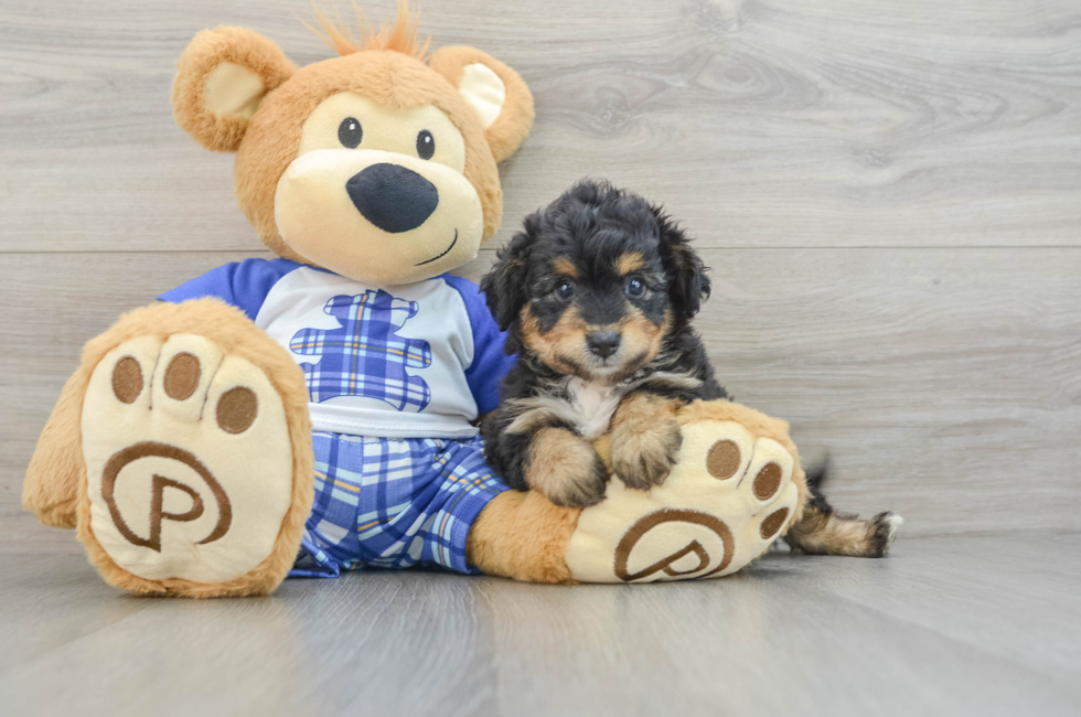 6 week old Mini Aussiedoodle Puppy For Sale - Windy City Pups