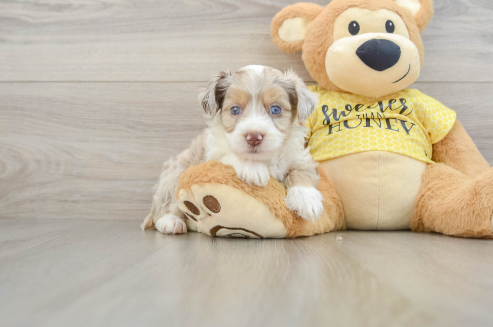 6 week old Mini Aussiedoodle Puppy For Sale - Windy City Pups
