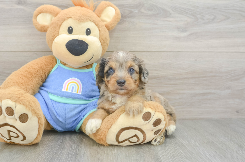 5 week old Mini Aussiedoodle Puppy For Sale - Windy City Pups