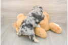 Mini Aussiedoodle Puppy for Adoption