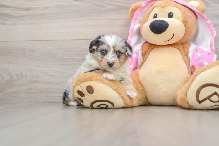 Mini Aussiedoodle Puppy for Adoption