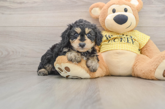 Smart Mini Aussiedoodle Poodle Mix Pup