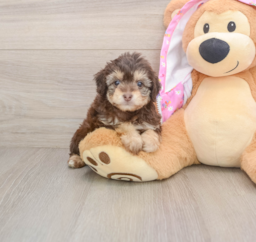 6 week old Mini Aussiedoodle Puppy For Sale - Windy City Pups