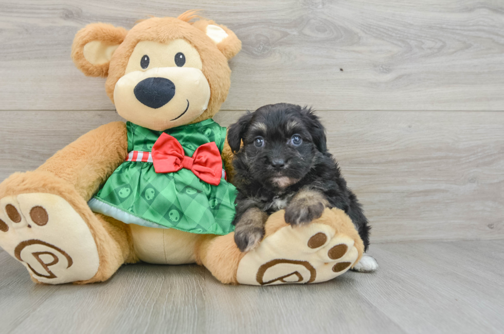 6 week old Mini Aussiedoodle Puppy For Sale - Windy City Pups