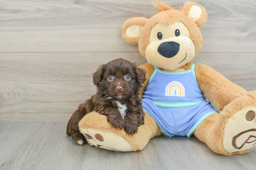 6 week old Mini Aussiedoodle Puppy For Sale - Windy City Pups