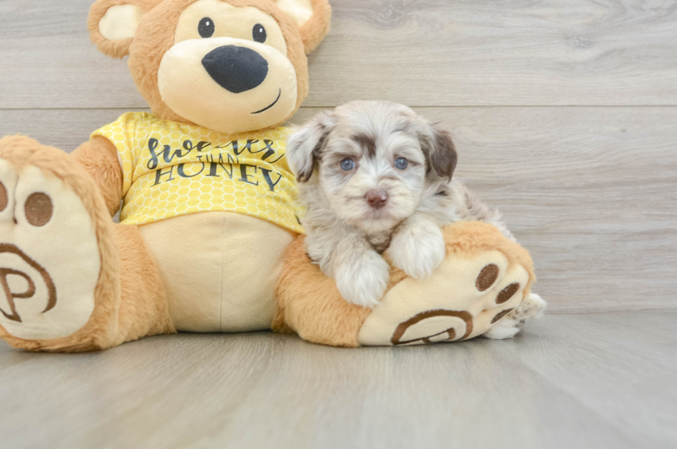 6 week old Mini Aussiedoodle Puppy For Sale - Windy City Pups