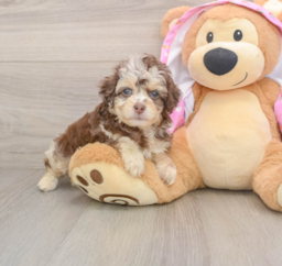 7 week old Mini Aussiedoodle Puppy For Sale - Windy City Pups