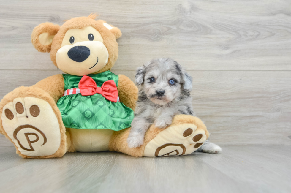 6 week old Mini Aussiedoodle Puppy For Sale - Windy City Pups