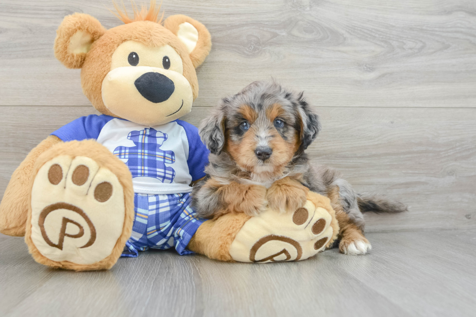 Best Mini Aussiedoodle Baby