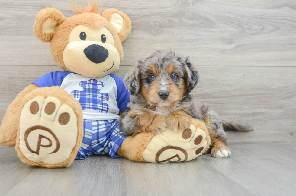 6 week old Mini Aussiedoodle Puppy For Sale - Windy City Pups