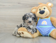 6 week old Mini Aussiedoodle Puppy For Sale - Windy City Pups