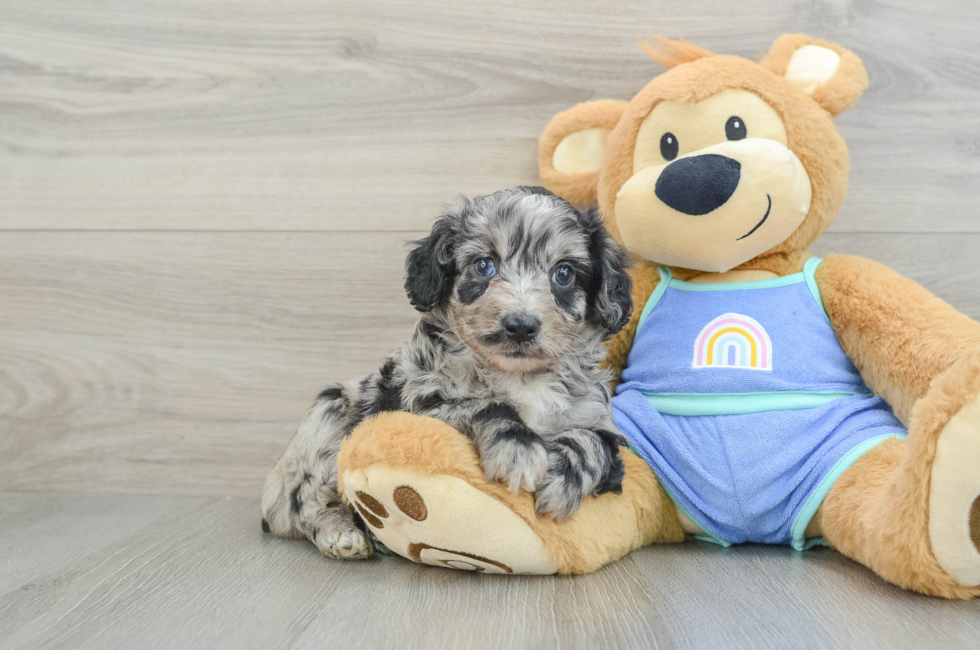 6 week old Mini Aussiedoodle Puppy For Sale - Windy City Pups