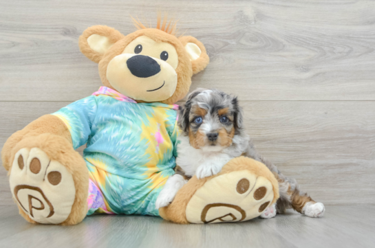 Mini Aussiedoodle Pup Being Cute