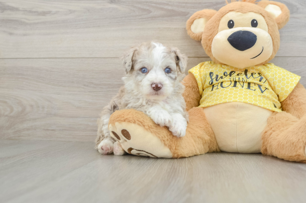 6 week old Mini Aussiedoodle Puppy For Sale - Windy City Pups