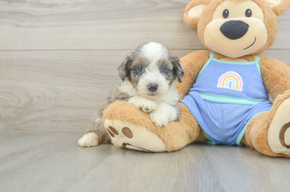5 week old Mini Aussiedoodle Puppy For Sale - Windy City Pups