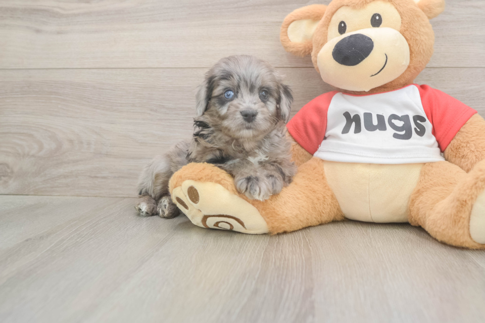 Best Mini Aussiedoodle Baby