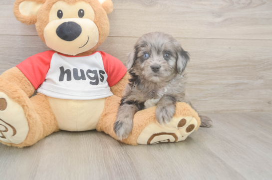 5 week old Mini Aussiedoodle Puppy For Sale - Windy City Pups Mini Aussiedoodle Pup Being Cute