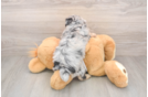 Popular Mini Aussiedoodle Poodle Mix Pup