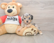 5 week old Mini Aussiedoodle Puppy For Sale - Windy City Pups