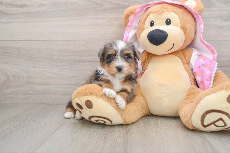 Mini Aussiedoodle Pup Being Cute