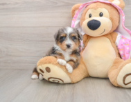 7 week old Mini Aussiedoodle Puppy For Sale - Windy City Pups