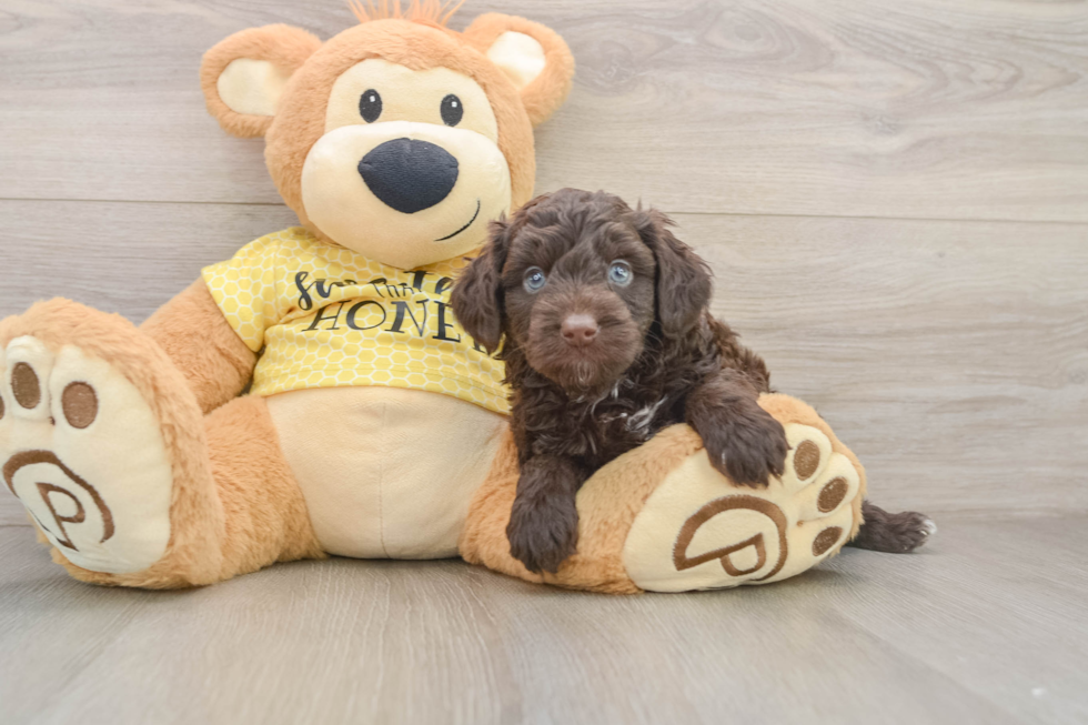 Sweet Mini Aussiedoodle Baby