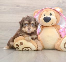 6 week old Mini Aussiedoodle Puppy For Sale - Windy City Pups