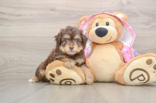Best Mini Aussiedoodle Baby