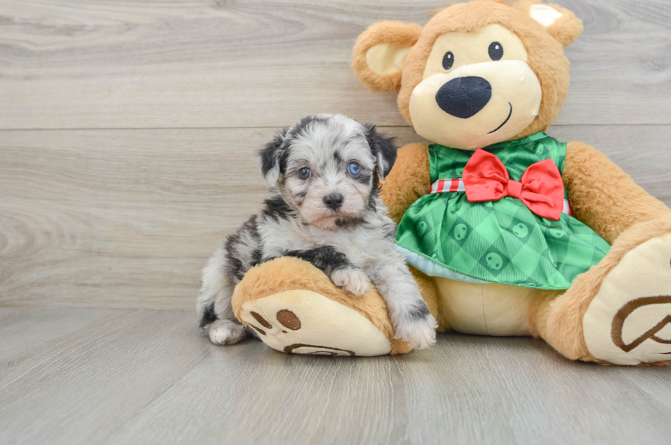 6 week old Mini Aussiedoodle Puppy For Sale - Windy City Pups