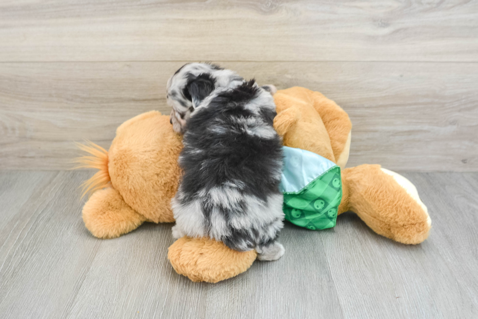 Best Mini Aussiedoodle Baby