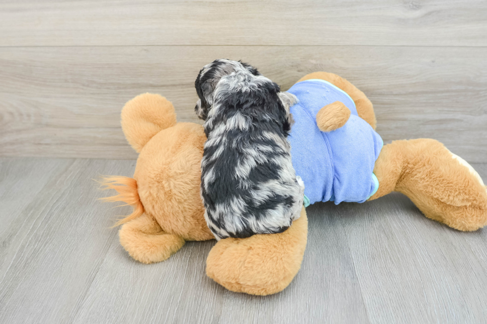 Smart Mini Aussiedoodle Poodle Mix Pup