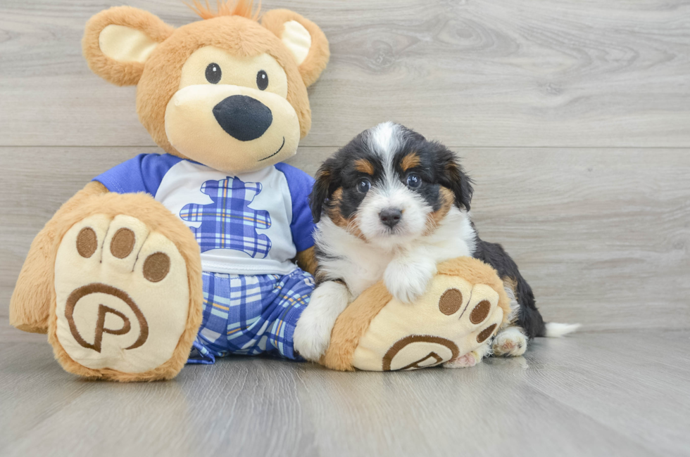 6 week old Mini Aussiedoodle Puppy For Sale - Windy City Pups