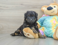 7 week old Mini Aussiedoodle Puppy For Sale - Windy City Pups