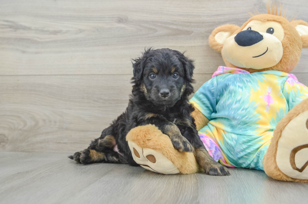 5 week old Mini Aussiedoodle Puppy For Sale - Windy City Pups