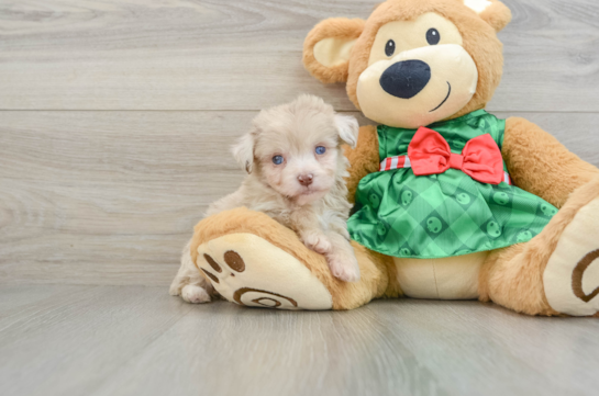 Mini Aussiedoodle Pup Being Cute