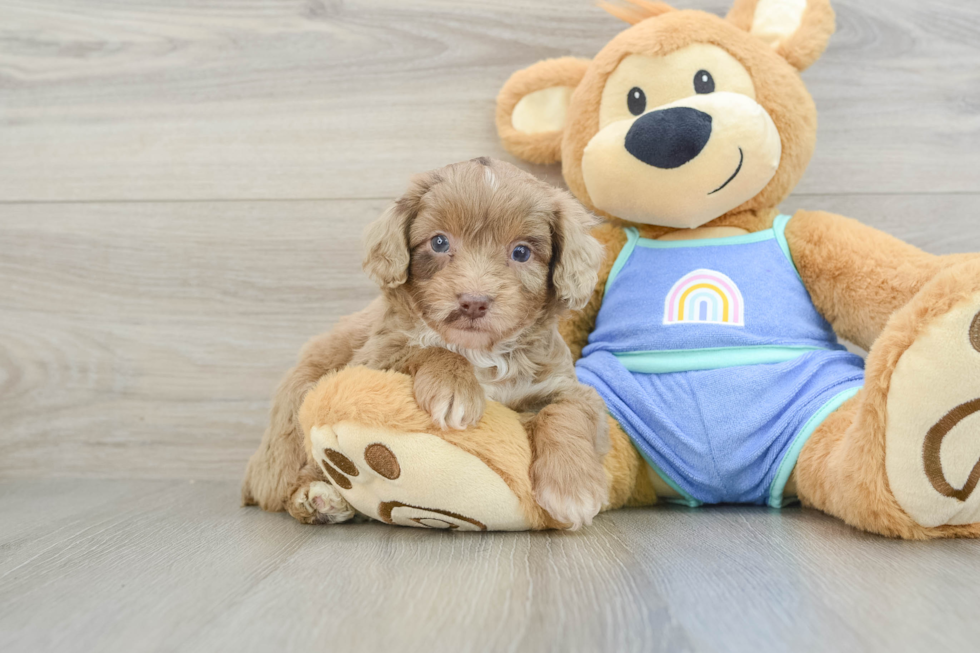 Petite Mini Aussiedoodle Poodle Mix Pup