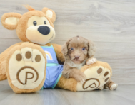 6 week old Mini Aussiedoodle Puppy For Sale - Windy City Pups