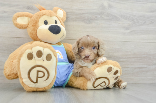 Mini Aussiedoodle Puppy for Adoption