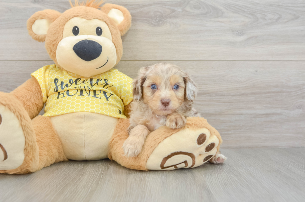 6 week old Mini Aussiedoodle Puppy For Sale - Windy City Pups