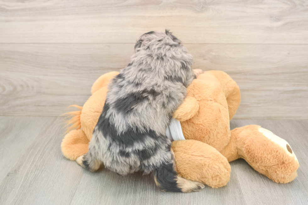 Best Mini Aussiedoodle Baby