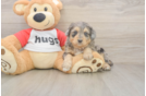 Mini Aussiedoodle Puppy for Adoption