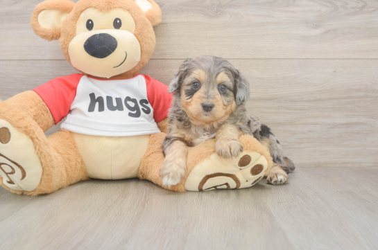5 week old Mini Aussiedoodle Puppy For Sale - Windy City Pups Mini Aussiedoodle Puppy for Adoption