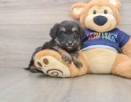 6 week old Mini Aussiedoodle Puppy For Sale - Windy City Pups