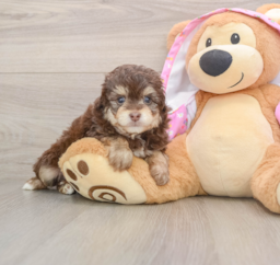 6 week old Mini Aussiedoodle Puppy For Sale - Windy City Pups