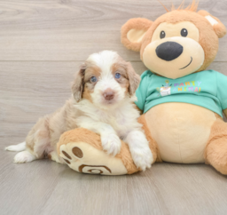 6 week old Mini Aussiedoodle Puppy For Sale - Windy City Pups