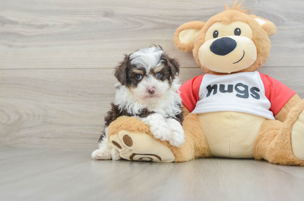 7 week old Mini Aussiedoodle Puppy For Sale - Windy City Pups